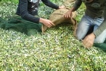 Ηλεία: Αλλοδαπός μάζεψε τις ελιές σε λιοστάσι άλλου ιδιοκτήτη - Φωτογραφία 1