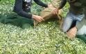 Ηλεία: Αλλοδαπός μάζεψε τις ελιές σε λιοστάσι άλλου ιδιοκτήτη