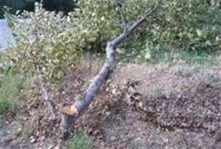 Πάτρα: Πτώσεις δέντρων εξαιτίας των θυελλωδών ανέμων - Φωτογραφία 1