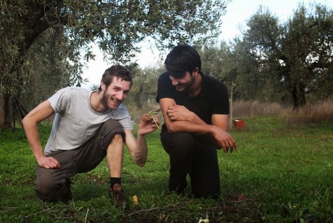 Γάλλοι και Βέλγοι τουρίστες μαζεύουν ελιές στη Φθιώτιδα [video + photos] - Φωτογραφία 1