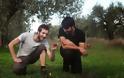 Γάλλοι και Βέλγοι τουρίστες μαζεύουν ελιές στη Φθιώτιδα [video + photos]