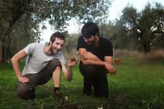 Γάλλοι και Βέλγοι τουρίστες μαζεύουν ελιές στη Φθιώτιδα [video + photos]