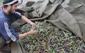 Γάλλοι και Βέλγοι τουρίστες μαζεύουν ελιές στη Φθιώτιδα [video + photos] - Φωτογραφία 3