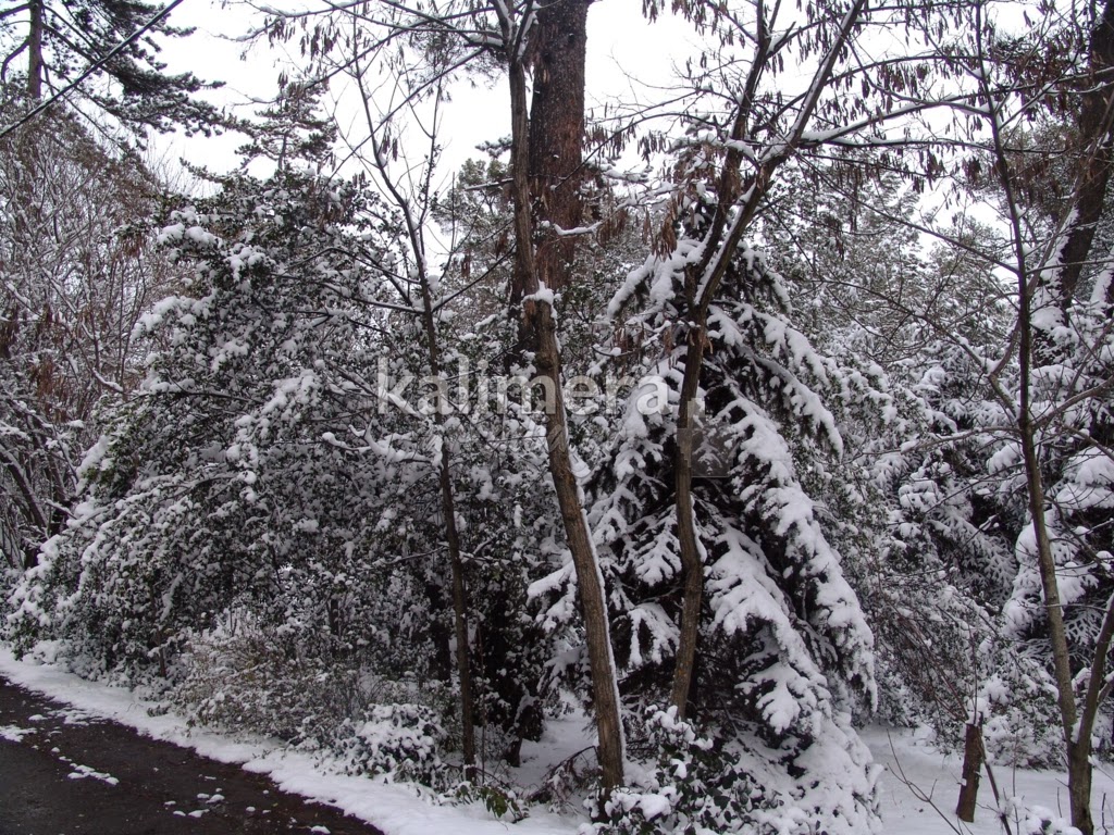 Δείτε χιονισμένη την Τρίπολη του … 2008! - Φωτογραφία 4