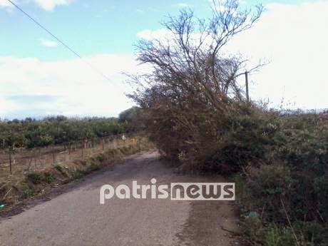 Ηλεία: To μπουρίνι σκότωσε ζωντανά και «ξήλωσε» δέντρα! - Φωτογραφία 4