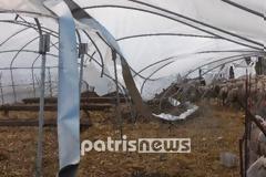 Ηλεία: To μπουρίνι σκότωσε ζωντανά και «ξήλωσε» δέντρα!