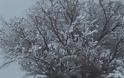 Στα «άσπρα» ο Ψηλορείτης – Έπεσαν τα πρώτα χιόνια [video + photos] - Φωτογραφία 2