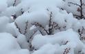Στα «άσπρα» ο Ψηλορείτης – Έπεσαν τα πρώτα χιόνια [video + photos] - Φωτογραφία 4