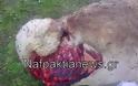 Ναυπακτία: «Κτήνη» βασανίζουν ζώα. Προσοχή σκληρές εικόνες! - Φωτογραφία 2