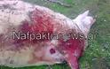 Ναυπακτία: «Κτήνη» βασανίζουν ζώα. Προσοχή σκληρές εικόνες! - Φωτογραφία 3
