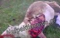 Ναυπακτία: «Κτήνη» βασανίζουν ζώα. Προσοχή σκληρές εικόνες! - Φωτογραφία 4