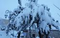 Στους 30 πόντους το χιόνι στ’ Ανώγεια – Στα… λευκά ο Ψηλορείτης [video + photos] - Φωτογραφία 9