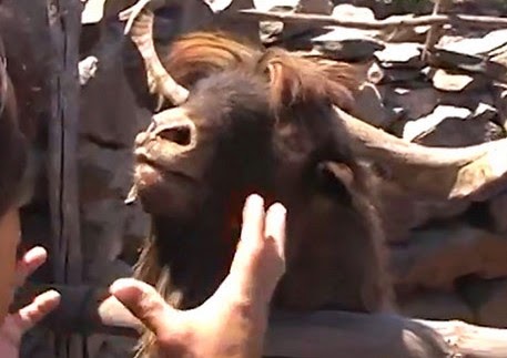 Παράξενες και ξεκαρδιστικές συναντήσεις με ζώα [Video] - Φωτογραφία 1