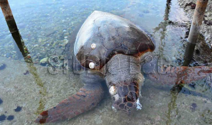 Ναύπλιο: Μία ακόμα χελώνα καρέτα-καρέτα βρέθηκε χτυπημένη - Φωτογραφία 1