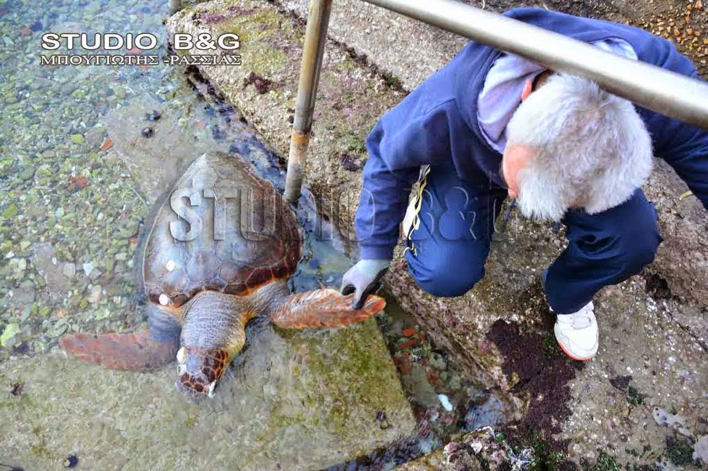 Ναύπλιο: Μία ακόμα χελώνα καρέτα-καρέτα βρέθηκε χτυπημένη - Φωτογραφία 2