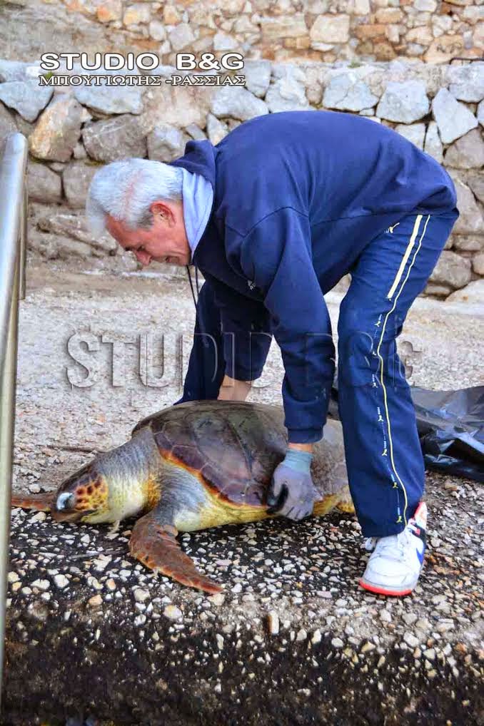 Ναύπλιο: Μία ακόμα χελώνα καρέτα-καρέτα βρέθηκε χτυπημένη - Φωτογραφία 3