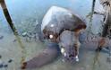 Ναύπλιο: Μία ακόμα χελώνα καρέτα-καρέτα βρέθηκε χτυπημένη