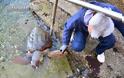Ναύπλιο: Μία ακόμα χελώνα καρέτα-καρέτα βρέθηκε χτυπημένη - Φωτογραφία 2