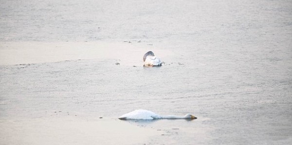 Τραγικό θέαμα: Μικρός κύκνος αυτοκτονεί όταν βλέπει νεκρή τη μητέρα του... [photos] - Φωτογραφία 2