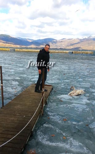 Διάσωση κύκνου στην παγωμένη λίμνη της Καστοριάς [video + photos] - Φωτογραφία 2