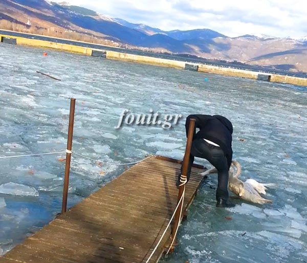 Διάσωση κύκνου στην παγωμένη λίμνη της Καστοριάς [video + photos] - Φωτογραφία 3