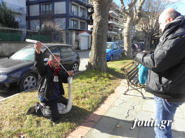 Διάσωση κύκνου στην παγωμένη λίμνη της Καστοριάς [video + photos] - Φωτογραφία 4