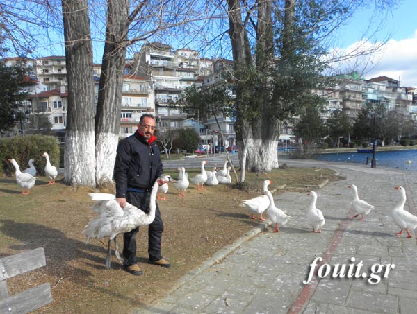 Διάσωση κύκνου στην παγωμένη λίμνη της Καστοριάς [video + photos] - Φωτογραφία 8