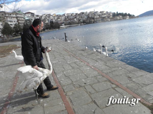 Διάσωση κύκνου στην παγωμένη λίμνη της Καστοριάς [video + photos] - Φωτογραφία 9