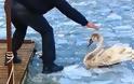 Διάσωση κύκνου στην παγωμένη λίμνη της Καστοριάς [video + photos]