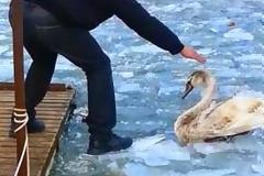 Διάσωση κύκνου στην παγωμένη λίμνη της Καστοριάς [video + photos]