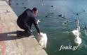 Διάσωση κύκνου στην παγωμένη λίμνη της Καστοριάς [video + photos] - Φωτογραφία 10