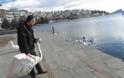 Διάσωση κύκνου στην παγωμένη λίμνη της Καστοριάς [video + photos] - Φωτογραφία 9