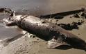 Ηλεία: Γιγαντιαία καλαμάρια ξέβρασε η θάλασσα στο Κατάκολο!
