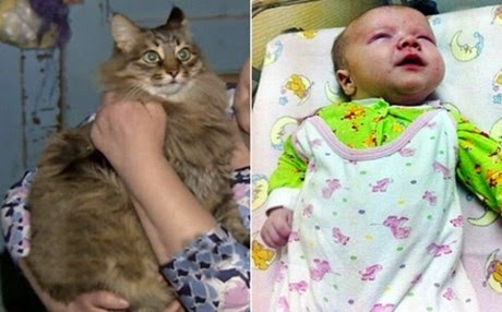 Γάτα έσωσε εγκαταλελειμμένο μωρό στη Ρωσία [video] - Φωτογραφία 1