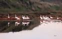 Tα Φλαμίνγο στη Λίμνη Βιστονίδα ! Εντυπωσιακές φώτο από τους επισκέπτες του Γενάρη… - Φωτογραφία 2