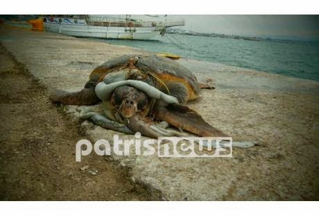 Νεκρή χελώνα caretta caretta ξεβράστηκε στο λιμάνι του Κατακόλου - Φωτογραφία 1