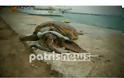 Νεκρή χελώνα caretta caretta ξεβράστηκε στο λιμάνι του Κατακόλου