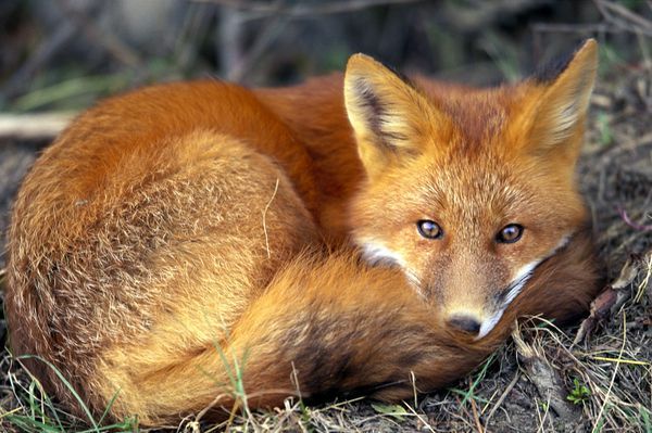 Αιτωλοακαρνανία: Προσοχή στα δολώματα εμβολιασμού για τις κόκκινες αλεπούδες - Φωτογραφία 1
