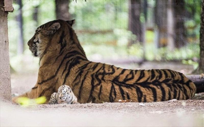 Ινδία: Αύξηση του πληθυσμού των τίγρεων - Φωτογραφία 1