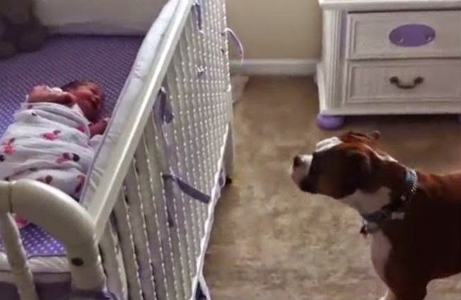 Η αντίδραση αυτού του Boxer στο νεογέννητο μωρό θα σας συγκινήσει [Video] - Φωτογραφία 1
