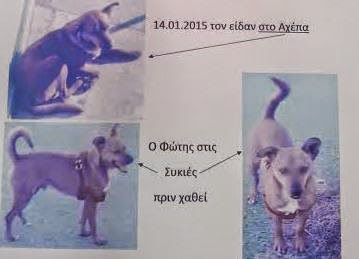 ΧΑΘΗΚΕ σκύλος στη Θεσσαλονίκη - Βοηθήστε να βρεθεί [photo] - Φωτογραφία 1