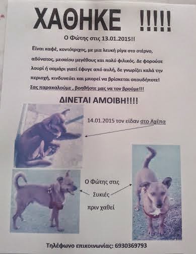 ΧΑΘΗΚΕ σκύλος στη Θεσσαλονίκη - Βοηθήστε να βρεθεί [photo] - Φωτογραφία 2