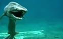 ΤΡΟΜΟΣ: Ψαρεύτηκε προϊστορικός καρχαρίας με 25 ΣΕΙΡΕΣ ΔΟΝΤΙΩΝ [video]