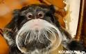 Τα πιο τρελά μουστάκια που κυκλοφορούν στο διαδίκτυο... [photos] - Φωτογραφία 18