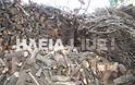Ηλεία: Προκλητική εκχέρσωση στο βουνό του Κατακόλου - Φωτογραφία 5