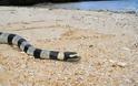 Ζευγάρι πόζαρε με το πιο δηλητηριώδες φίδι στον κόσμο [photos] - Φωτογραφία 2