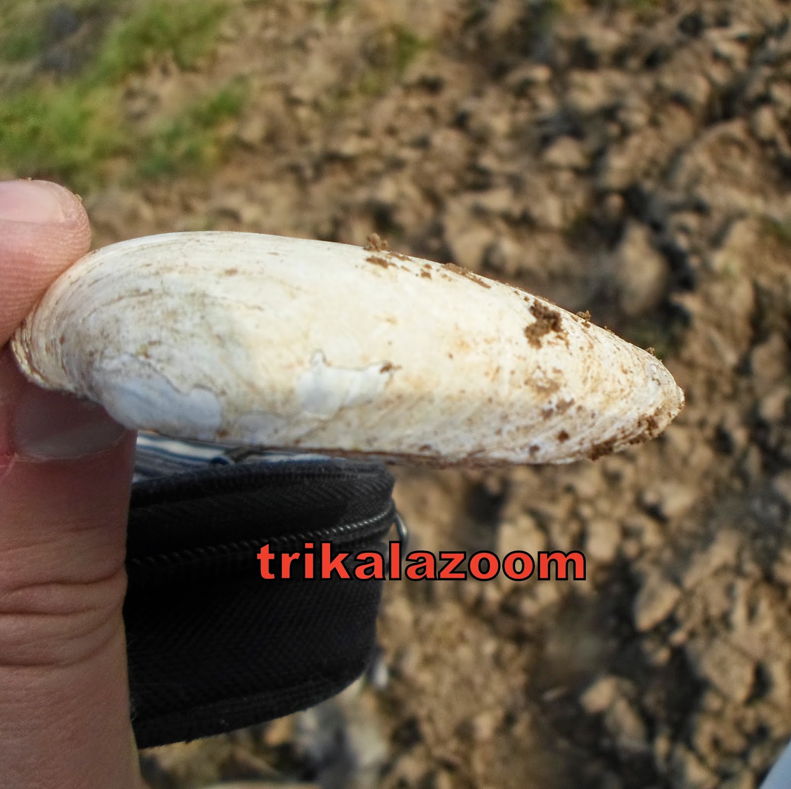 Νέο προϊστορικό κοχύλι βρέθηκε σε χωράφι των Τρικάλων - Φωτογραφία 3