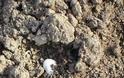 Νέο προϊστορικό κοχύλι βρέθηκε σε χωράφι των Τρικάλων