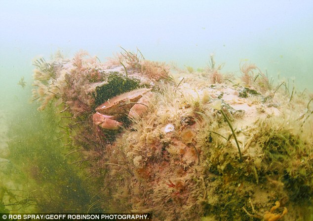 ΜΟΝΑΔΙΚΟ: Βρήκαν δάσος 10.000 ετών κρυμμένο στο βυθό της Βόρειας Θάλασσας! [photos] - Φωτογραφία 6