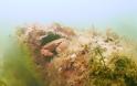ΜΟΝΑΔΙΚΟ: Βρήκαν δάσος 10.000 ετών κρυμμένο στο βυθό της Βόρειας Θάλασσας! [photos] - Φωτογραφία 6